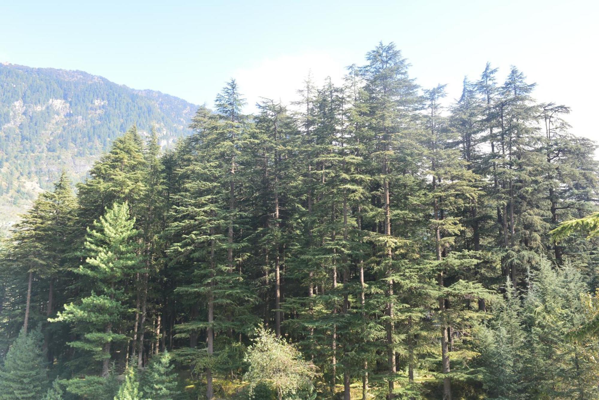 Hotel The Neelgiris Manali (Himachal Pradesh)